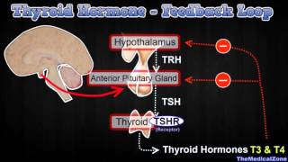 Thyroid Hormone Regulation  Negative Feedback Loop Hypothalamus and Anterior Pitutiary [upl. by Pembroke545]