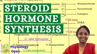 Steroid hormone synthesis pathway  Adrenal gland hormones  Endocrine system lecture mbbs 1st year [upl. by Ebneter]