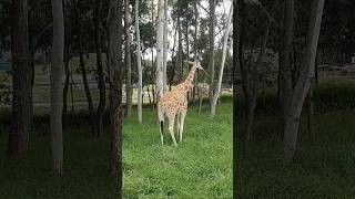 Conocimos Las Jirafas😱🦒Realmente son muy Altas [upl. by Saraann299]