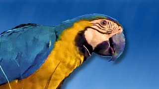 CANTO DA ARARA CANINDÉ Som das Araras 🎶🦜 [upl. by Nitsugua]