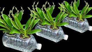 The secret to growing orchids in water bottles Flowers bloom profusely and never have root rot [upl. by Cordi115]