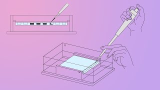 DNALC Short Gel Electrophoresis [upl. by Tanberg]