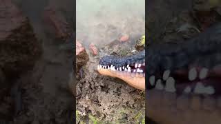 Crocodile Catching Insects Restore the crocodile catching insects I guess its probably like thi [upl. by Atenaz]