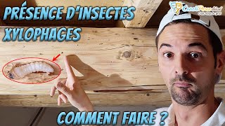 Traiter des ouvrages en bois attaqués par des insectes xylophages  MASTERCLASS [upl. by Bray]