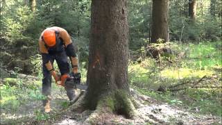 Baumfällung Baum fällen Fällen einer 30m Fichte Forstarbeit [upl. by Nodnek675]