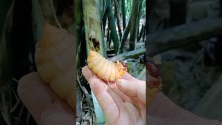 When you cut open a stunted Bamboo shoots plant youll find out why [upl. by Eidassac]