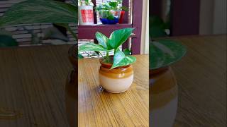 Pothos indoor propagation diy pothos waterplants pothospropagation shorts [upl. by Severen]