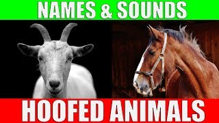 HOOFED ANIMALS Names and Sounds for Kids to Learn  Learning Ungulates Hoofed Mammals [upl. by Nnyw]