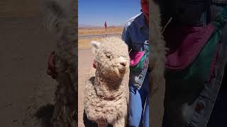 Auf 4700 m 🤯 Offroad in Peru mit dem Wohnmobil shorts wohnmobil vanlife [upl. by Ecnaled]