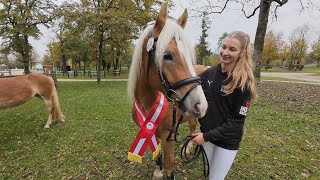 Sieg österreichisches Freispringen 2024 Haflinger 2jährig [upl. by Aiuqat194]