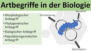 Artbegriffe in der Biologie biologischer und morphologischer Artbegriff  Evolution Oberstufe [upl. by Nuahsyt406]