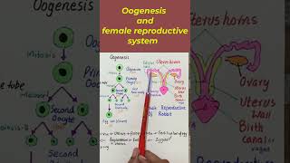 Oogenesis  Female reproductive system [upl. by Liggitt]