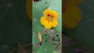 Gerariums Shorts flowersinpots Gerarium [upl. by Joshuah]