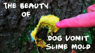 The Beauty of Dog Vomit Slime Mold [upl. by Analart17]