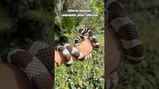 The California Kingsnake Lampropeltis getula californiae 🙌🏼🐍🌎 wildlife facts snake shorts [upl. by Haleemaj]