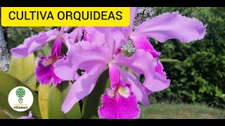 Cómo cultivar orquídeas sustrato y forma correcta de tenerlas lugar adecuado para las orquídeas [upl. by Venator]