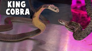 Live Feeding this King Cobra Yes but we arent enjoying it [upl. by Kciderf93]