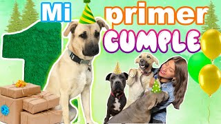 🦌🌳CUMPLEAÑOS de KODA🐕 ¡NUESTRO PERRO DEL BOSQUE cumple 1 AÑO🥰El bb DEL TERROR MERLIN  Conny Merlin [upl. by Yanat458]