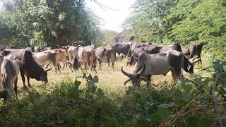 kankrej cattle grazing grass kankrajcow sanchore [upl. by Bender420]