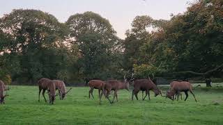 Deer fighting in Wollaton park Rare exiting footage [upl. by Asi435]