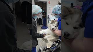 Endotracheal intubation dog [upl. by Childers]