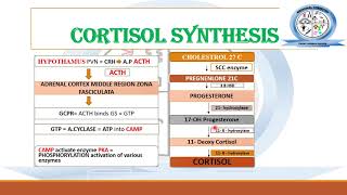 Biosynthesis of Steroid Hormones  Corticosteroids  Medicinal Chemistry [upl. by Nirej]