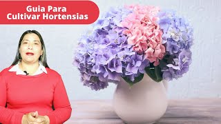 Como Cultivar Hortensias Correctamente [upl. by Anaynek]