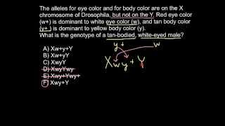 What is hemizygousity [upl. by Notserp296]