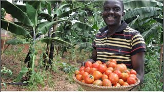 COMMERCIALISING AGRICULTURE Thousands of outgrowers decry challenges [upl. by Aurthur]