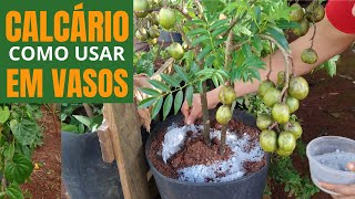 Como adubar com calcário Plantas em vasos muitos benefícios [upl. by Rheta]