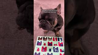 25 Day Dog Advent Calendar 🦴 frenchie youtube dog dogsofyoutube adventcalendar [upl. by Queen]