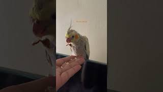 My Adorable pets 🕊️youtubeshorts pets birds viralshorts [upl. by Notgnimer675]