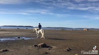 Horse Riding on Ådo Beach Finland [upl. by Gaye]