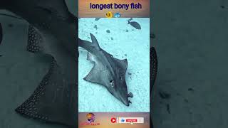 longest bony fish 🐠🐟 shorts  Fact2Fact gothicfact  trending viral reels fish reels [upl. by Jump]