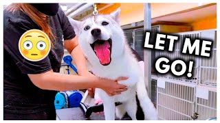 Dramatic Husky Has ANOTHER MELTDOWN at Groomers headphone warning [upl. by Lib]