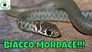 SERPENTI BIACCO mordace  Reptile Nation [upl. by Larrad]