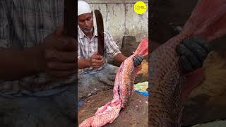 KASIMEDU RED SNAPPER FISH 🐟 CUTTING VIDEO  cutting focus bigfishcutting bigfish freshfish [upl. by Racso]