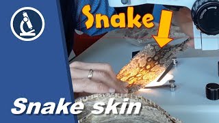 🔬 083  How to use a stereo microscope to look at SNAKE skin  Microscopy [upl. by Justicz]