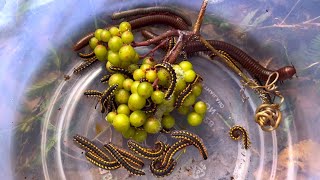 Grapes millipede and yellow spotted millipede insectscambokh insects [upl. by Acinehs]