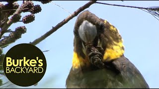 Saving Glossy Black Cockatoos plant sheoaks Allocasuarina littoralis [upl. by Airretnahs134]