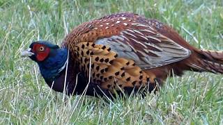 Common Pheasant male Phasianus colchicus  20130331 [upl. by Kcirdaed362]