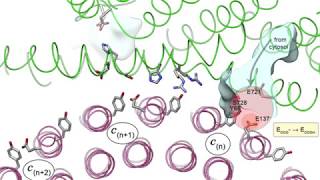 Proton transport through a v ATPase proton channel [upl. by Harriet361]