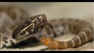 10 Types of Rattlesnakes in Texas [upl. by Weinrich]