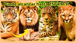 Los 10 felinos más rápidos del Mundo [upl. by Sarat701]