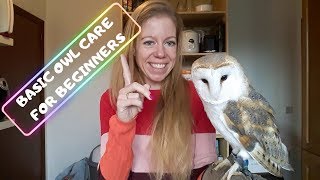 BASIC OWL CARE FOR BEGINNERS DOS amp DONTS [upl. by Pelmas]