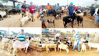 FEIRA DE CAPRINOS E OVINOS CARNEIRO DORPER EM FÔLHA MIÚDA ALAGOAS NORDESTE nordeste [upl. by Wohlert642]