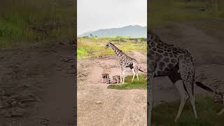 Giraffe vs Lion Animal Highlights Animal Combat Power Competition [upl. by Leroj]