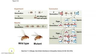 Biology Chapter 15  The Chromosomal Basis of Inheritance [upl. by Ainorev]