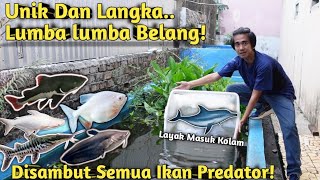 LUMBA LUMBA MASUK MONSTER BARU PENGHUNI KOLAM IKAN PREDATOR [upl. by Newo]