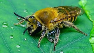 Colletes hederae  Schmidt amp Westrich 1993  Crabronidae  Collète du lierre abeille du lierre [upl. by Adnarram612]